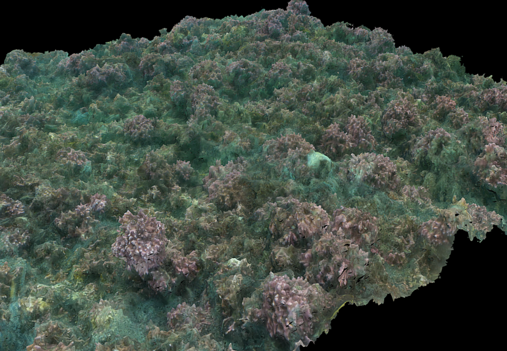 Maerl_sketchfab_screenshot - tritonia - tritonia