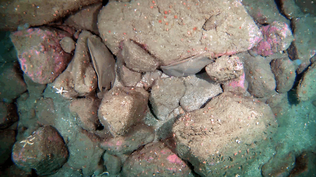 Framegrab from ROV video showing two eggs deposited between boulders on the nursery site